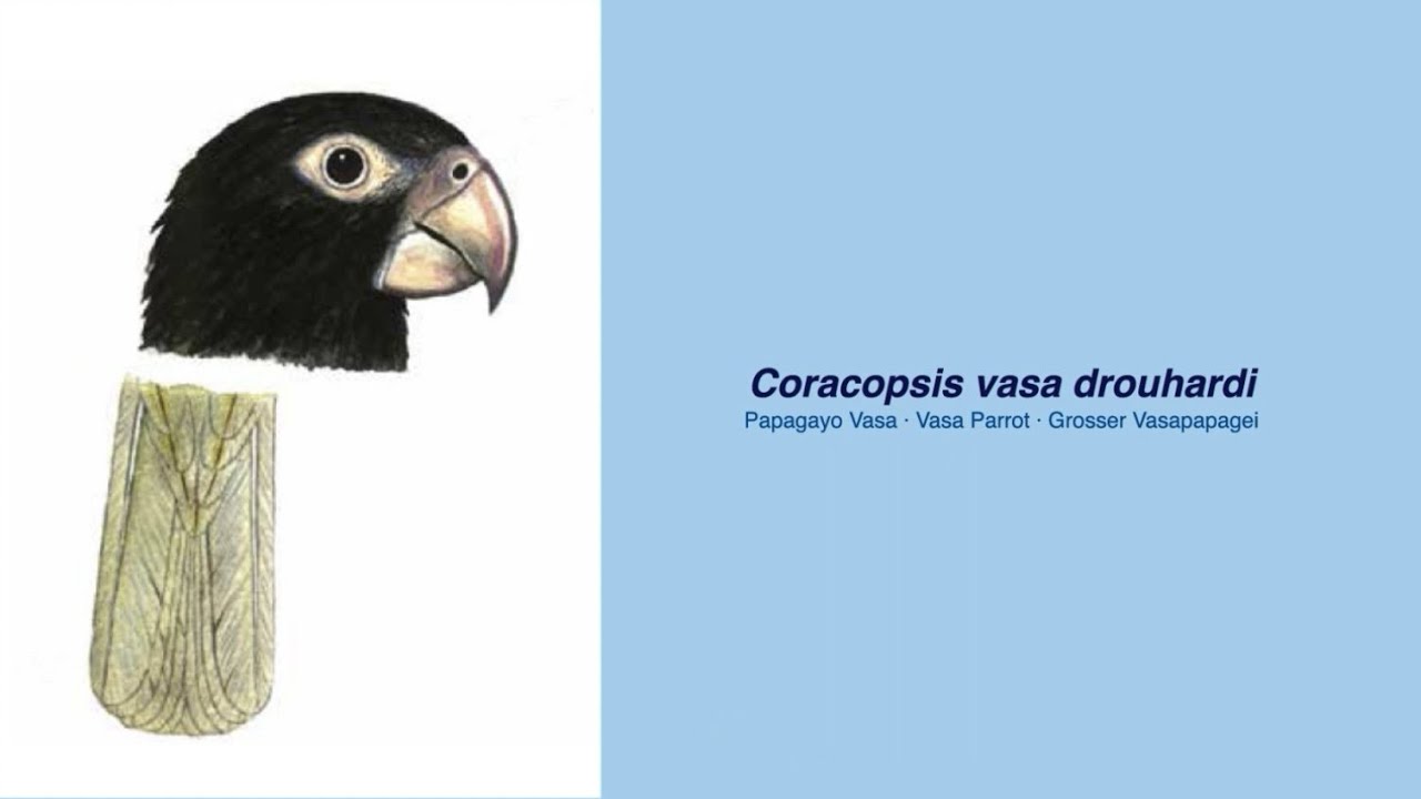 Video Encyclopedia of Parrot Species - 