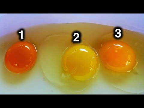 Video: Wie lange dauert es, bis ein Perlhuhn-Ei schlüpft?