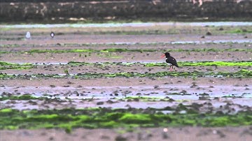 Oyster Catchers Documentary