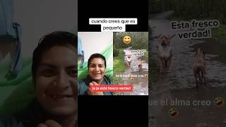 las apariencias engañan 😅 #perros #perrosgraciosos #humor #videogracioso #videoshort