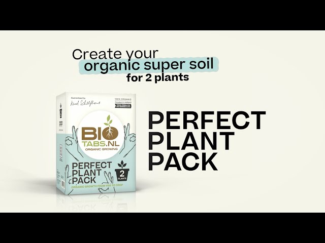 stevia plant sweetener Organic Stevia Leaf Herbal