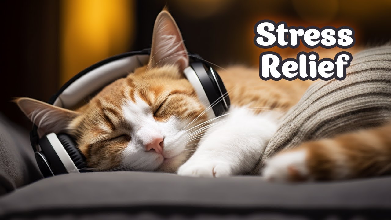 Image showcasing Anti-Anxiety Cat Zen 😻 Whispered Secrets & Calming Cat Music for Feline ...