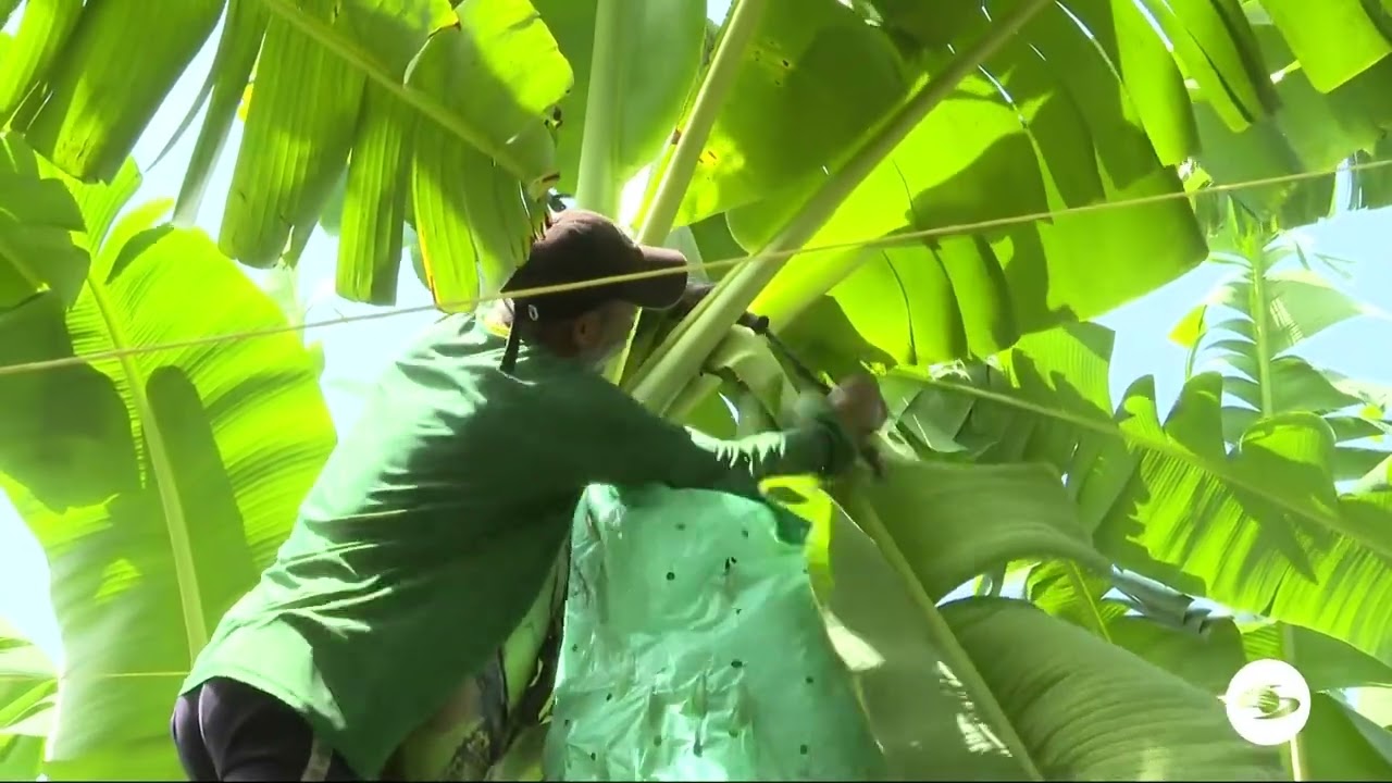 Ciclo productivo del banano de exportación - La Finca de Hoy