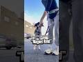 Learn how to Magnet Hand | Management Skills for Reactive Dogs #dogtraining #reactivedogtraining
