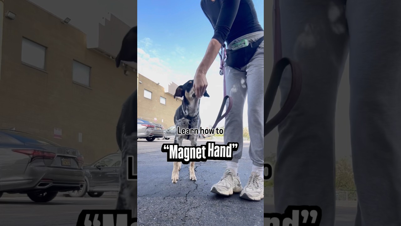 Learn how to Magnet Hand | Management Skills for Reactive Dogs 