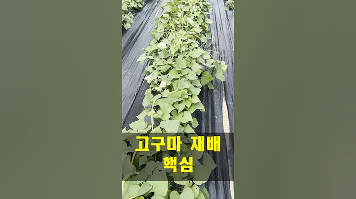 고구마 순정리 순치기 필요 없는 재배의 가장 중요한 핵심입니다/The key to sweet potato cultivation
