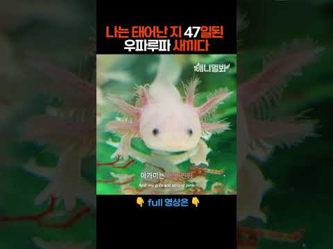 나는 태어난 지 47일된 우파루파 새끼다 [애니멀봐 나새끼 27호] #애니멀봐 #shorts