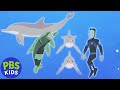 Dolphin Communication and Rescue Quiz