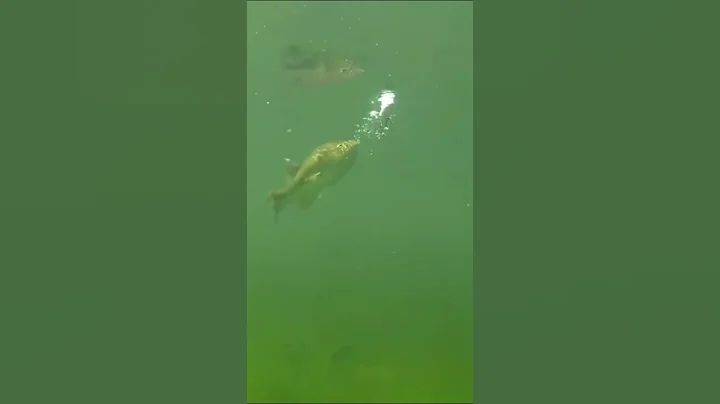 Bass Attacking Lures❤️🎣xilihala underwater fishing camera recording fish's bite🐟📷
