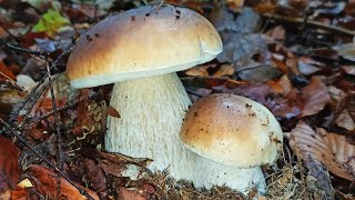 Білі Гриби Альбіноси в Карпатах / Boletus Edulis Albino