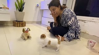 Chhunchhun reacts to New DOG in the house🐕 | Ss vlogs :-) screenshot 5