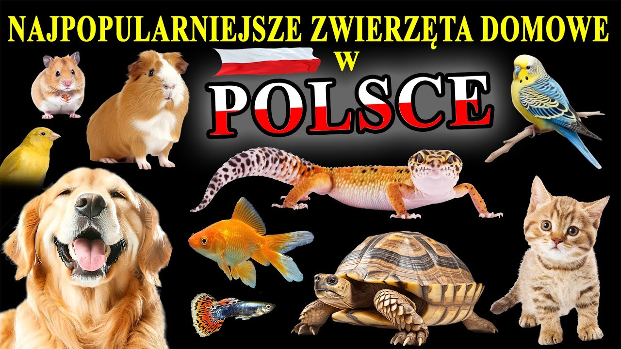Opisz Swoje Zwierze Domowe Jakie Zwierzę Wybrać? - Wady i Zalety - Najpopularniejsze Zwierzęta