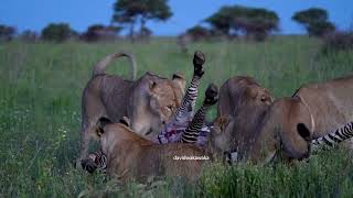 ‘’Lion Hunting Strategies on Display