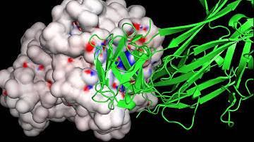 T-cell receptor with HLA-A and bound peptide (pdb code 3vxr)