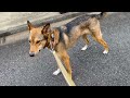 保護犬　脚長ミックス♀　リード引っ張ってる事を気づかせる。
