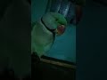 mitho is so cute#funny #talkingparot #geenparrot