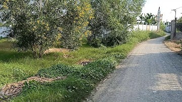 600m2 đất vườn mặt tiền đường Tây Bắc xã Thuận Thành Cần Giuộc giá đầu tư