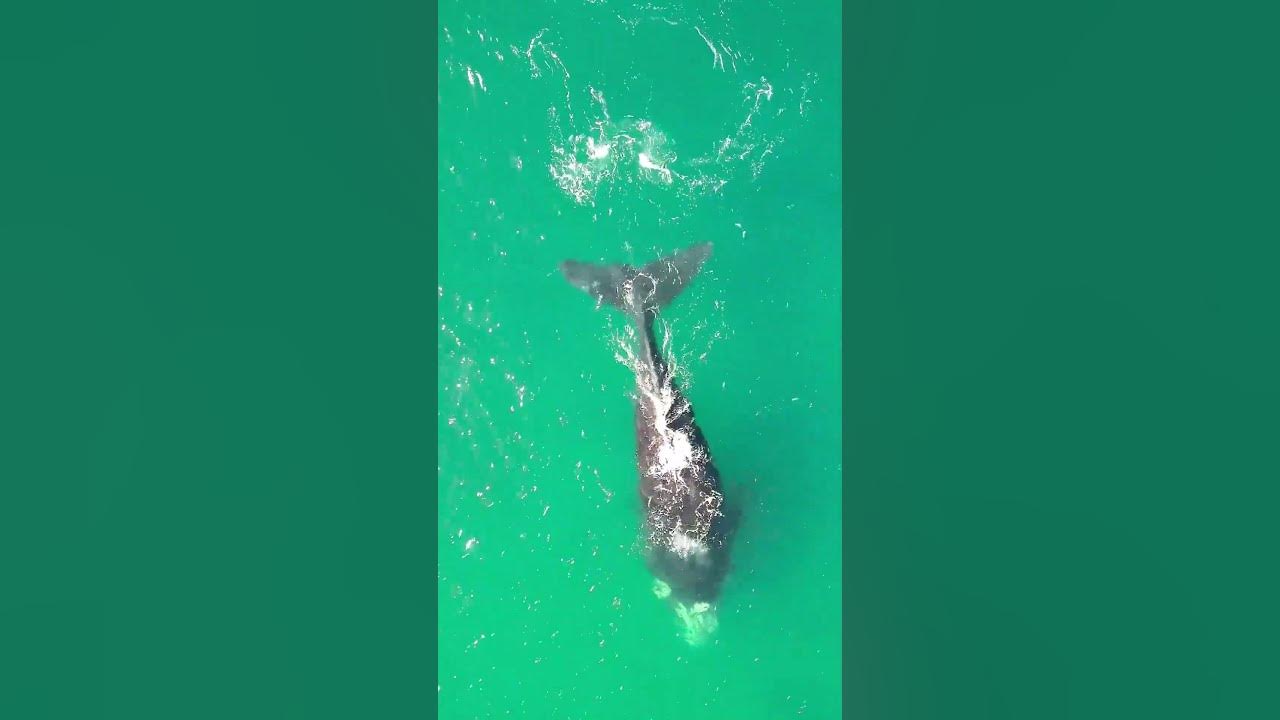 Sound Of Blue Whales - YouTube