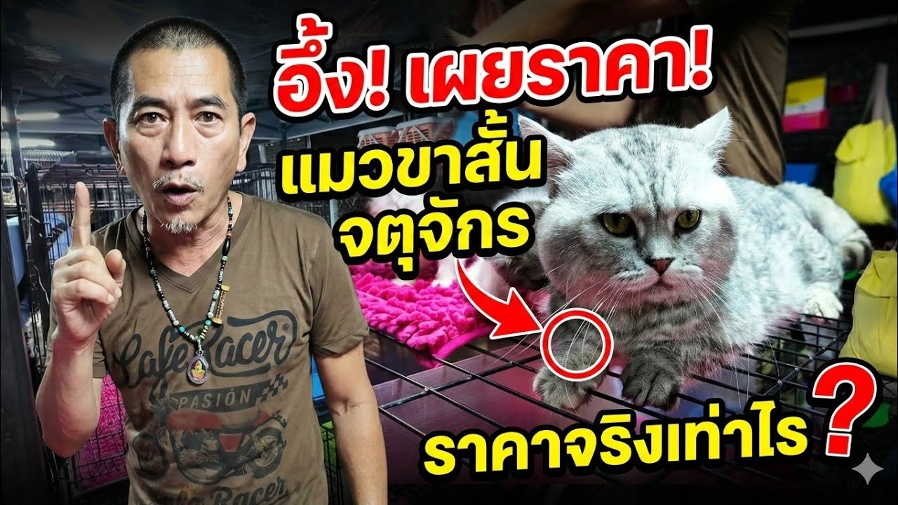 แมว(cat)ขาสั้นที่สวนจตุจักร 