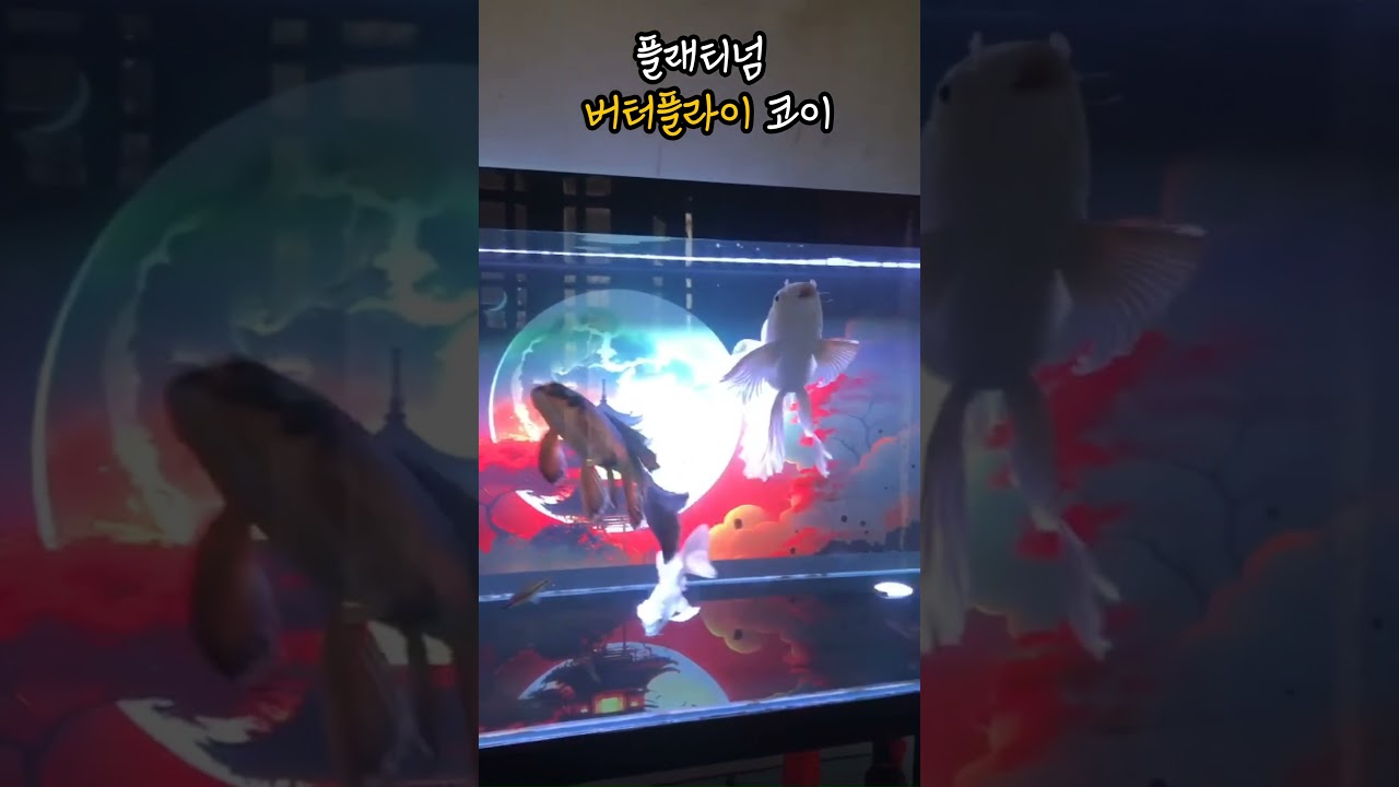 플래티넘 버터플라이 코이