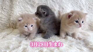 子猫生まれました💜紫にゃん部💜3月28日生まれの自己紹介