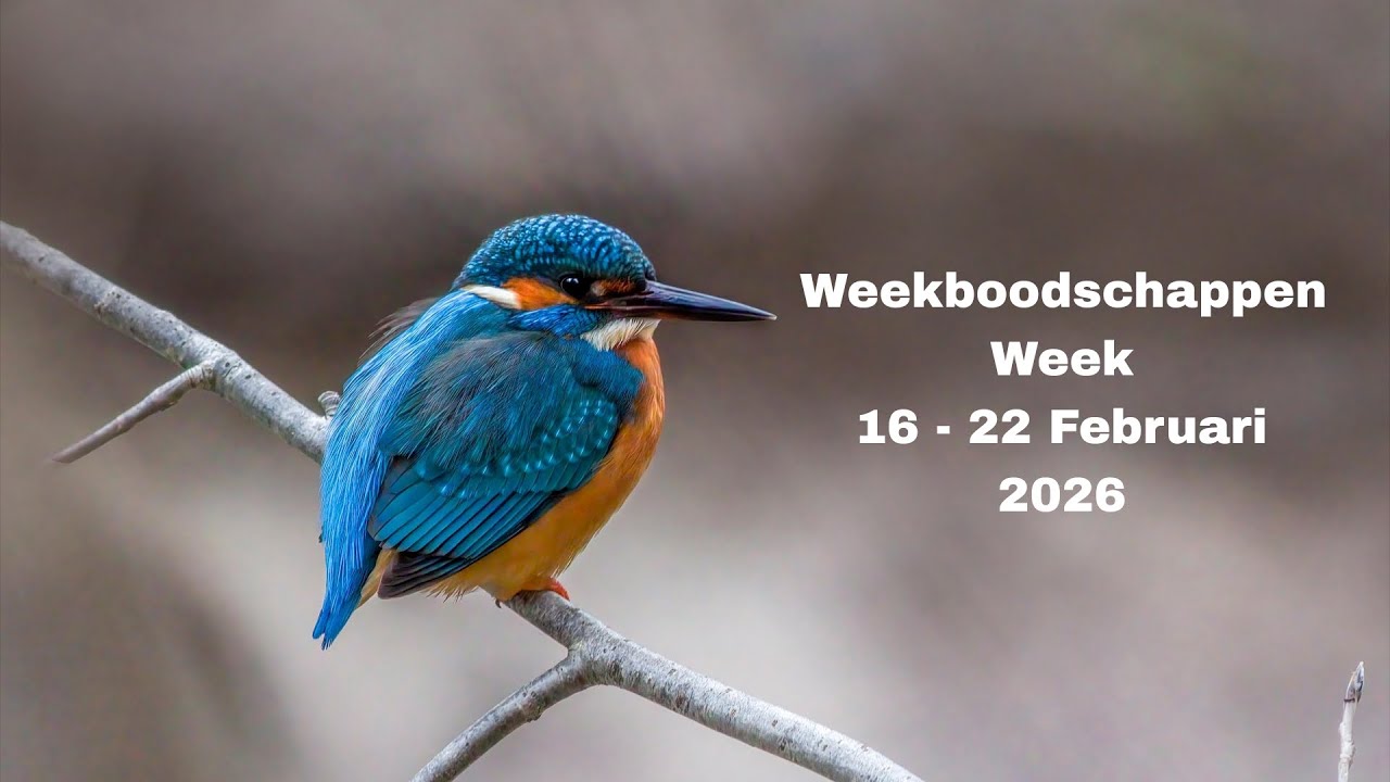 Weekboodschappen van de engelen per sterrenteken + keuzekaartjes 😇💖🙏