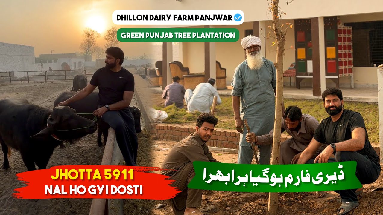 Shade Trees | 5911 Nal Hoi Dosti | Dhillon Dairy Farm Hoya Green | Tree Plantation 