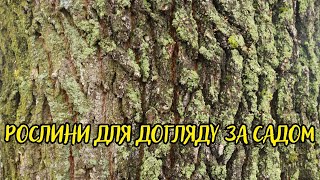 Використання рослин для догляду за садом та городом: що пропонує біодинамічне землеробство