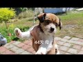 台灣土狗，傑克羅素 44天。牠缺少了一隻狗玩伴。尿尿不要玩了。 下星期玩 “牽繩”。40幾天，