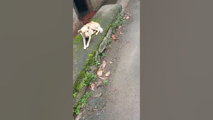 കഴിഞ്ഞ 10 കൊല്ലമായി നീ എന്റെ ചോര ഊറ്റി കുടിക്കുകയല്ലേ 😭🐕#🐕😭#🐕😭😭😭