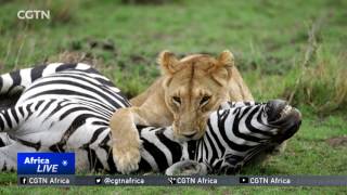 King of the jungle draws tourists to Kenya's game parks screenshot 4
