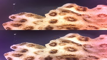 Pocillopora damicornis bleaching - in 3D