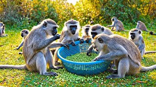 Monkey Cooking Video Cute Funny Moments Animal Life