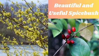 The Amazing Uses of Spicebush