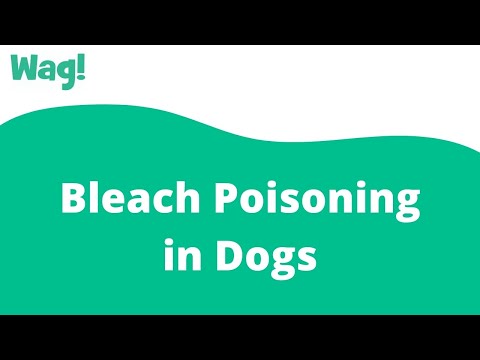 Video: Može li Bleach povrijediti vaše štene?