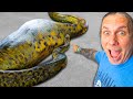 Cancer Update... And Feeding Giant Snakes