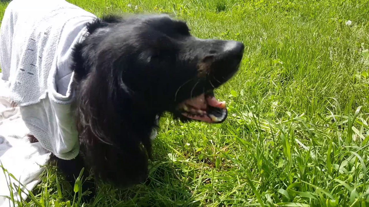 Are Cocker Spaniels Allowed Apples?