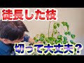 徒長(間延び)した枝、切ります！【観葉植物の剪定】【ヘテロパナックス】