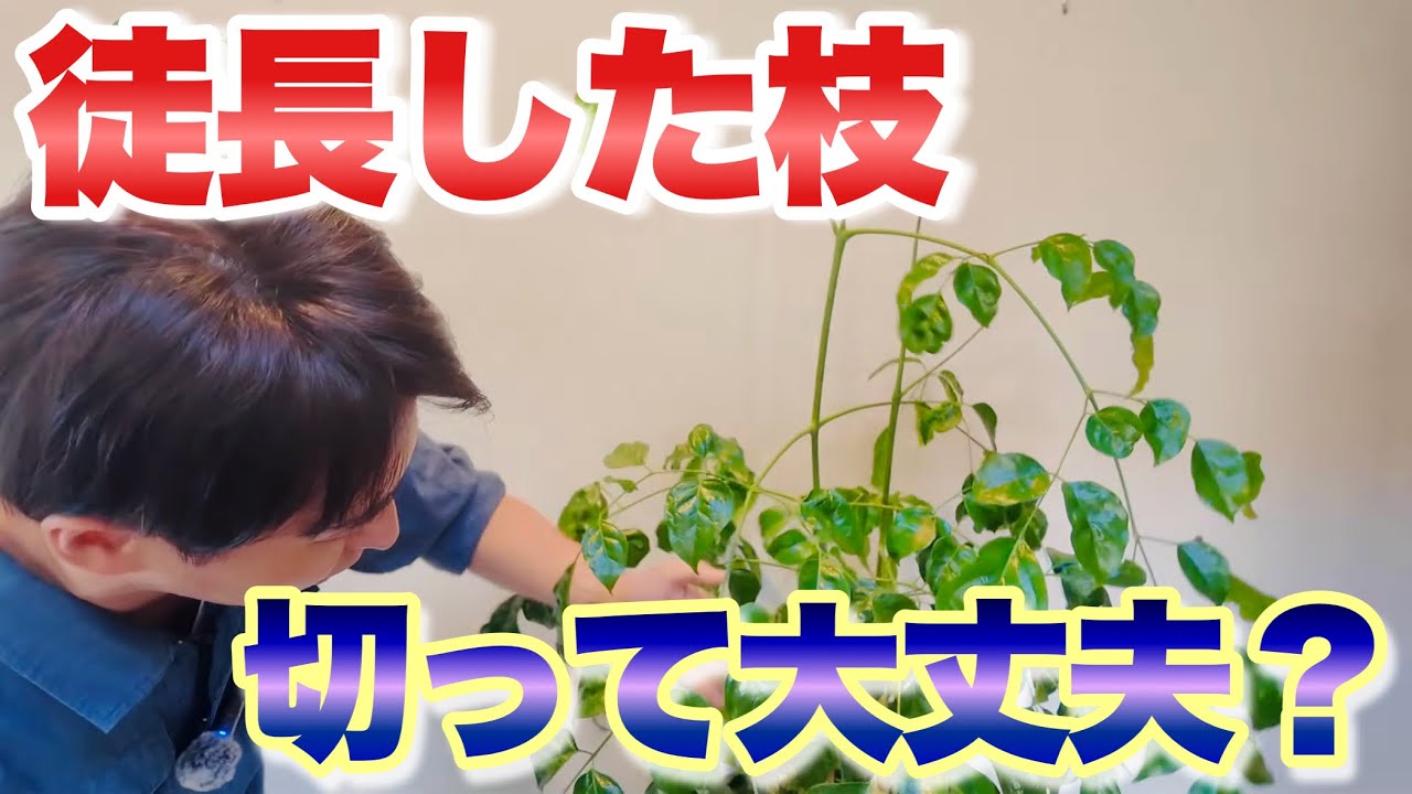徒長(間延び)した枝、切ります！【観葉植物の剪定】【ヘテロパナックス】