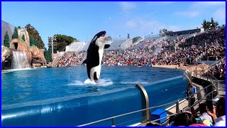 Killer Whale Show 4K UHD - Orca Encounter Full Show - SeaWorld San Diego