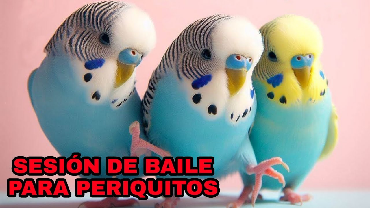 SESIÓN DE BAILE PARA PERIQUITOS: MÚSICA ENERGIZANTE