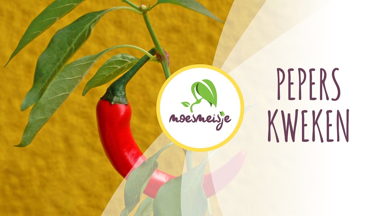 Pepers kweken Pepers zaaien Pepers kweken in pot YouTube