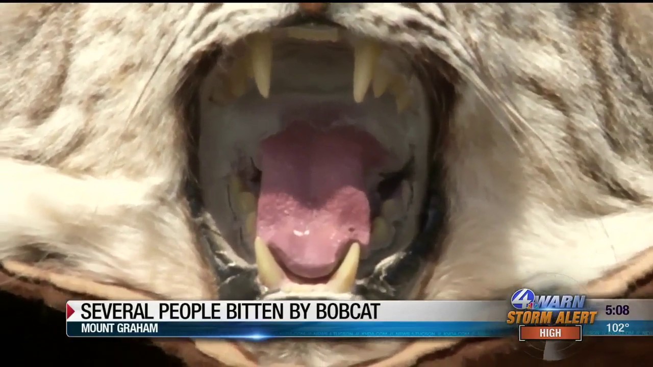 Aggressive bobcat sought after biting 4-year-old, four others at Mount Graham