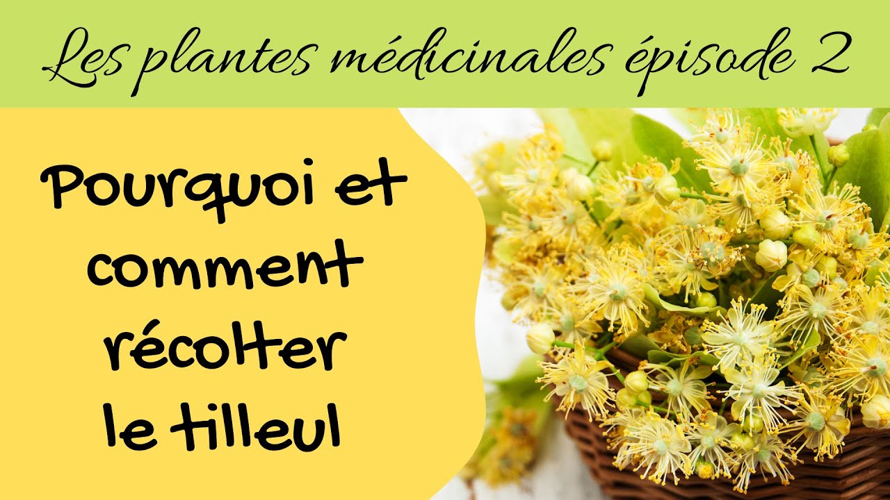 Pourquoi et comment récolter le tilleul - YouTube