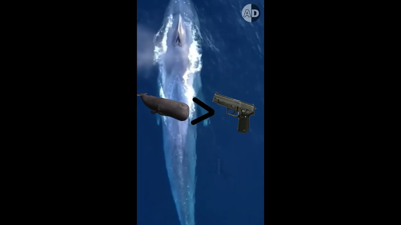 Can Orcas Attack Sperm Whales 