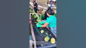 How Pineapples Are Perfectly Sorted for Export – Behind the Scenes of a Sweet Industry