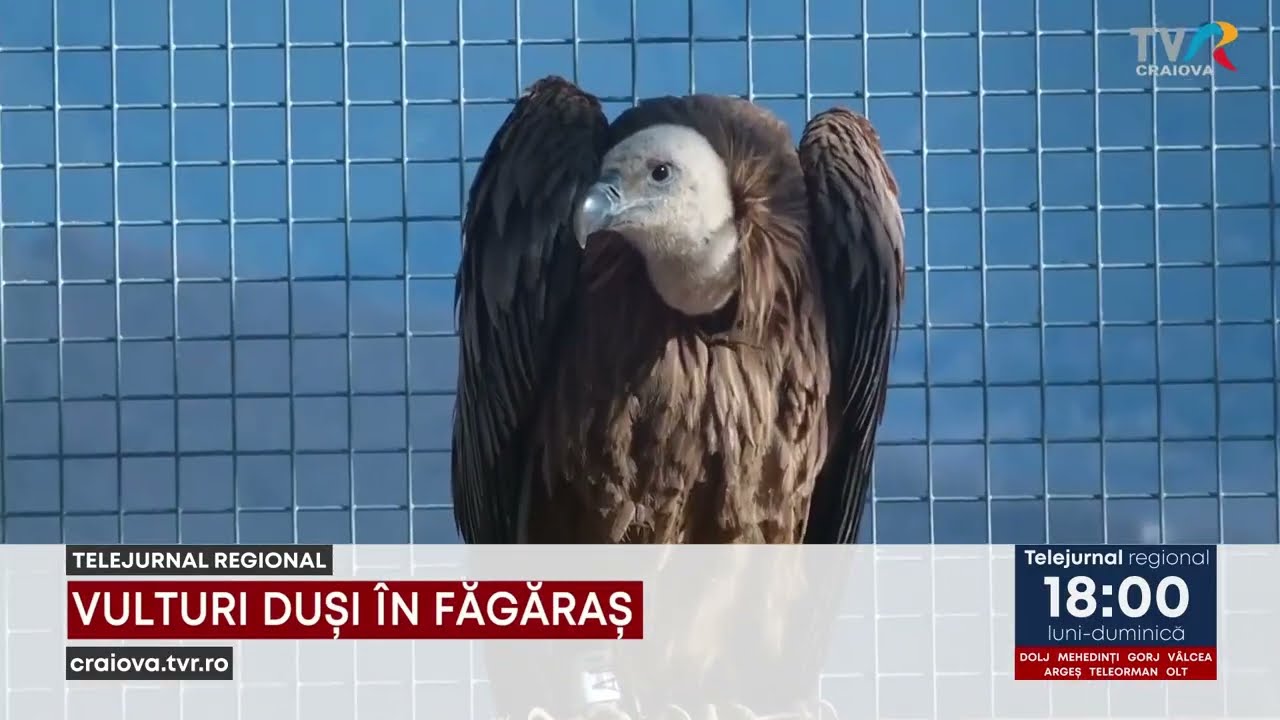VULTURI DUȘI ÎN FĂGĂRAȘ