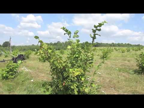 Сад фундука, власник Лотковський Олександр. 06.08.2013