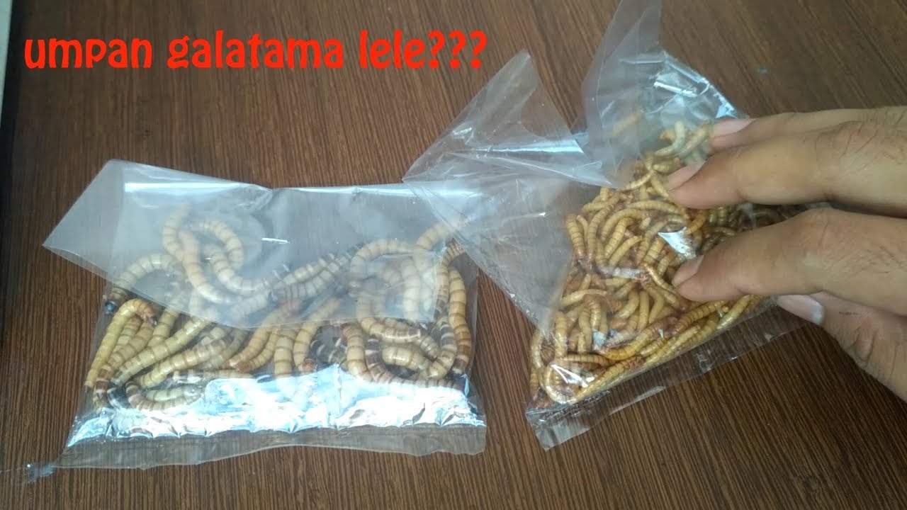 Umpan Galatama lele yang paling gacor itu apa