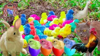 anak Ayam Warna Warni lucu,Ayam rainbow besama kucing anggora dan bebek kecil
